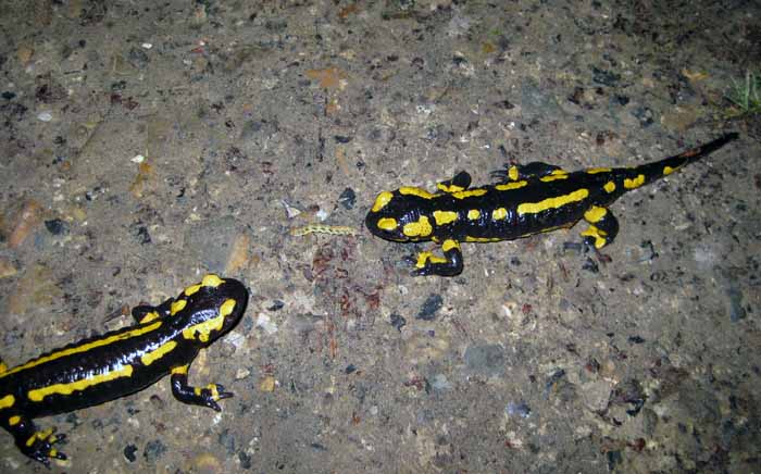 Salamandra Salamandra Terrestris da Olanda.